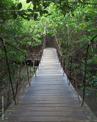 Suspension bridge to mangrove tropical forest.