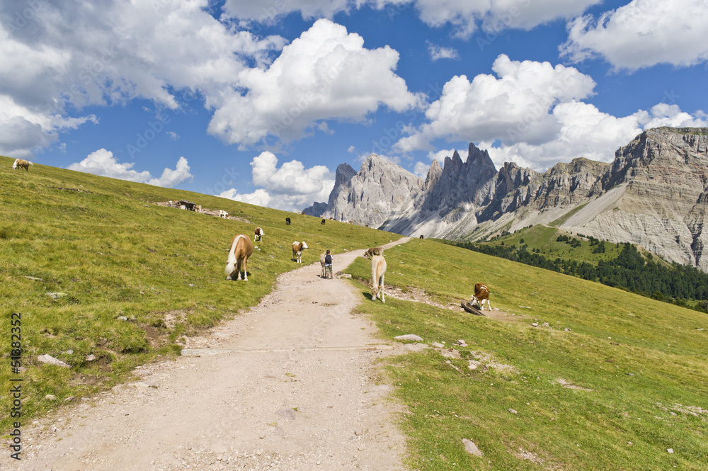 Horses along a hiking trail in the Dolomites