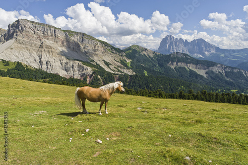 Horse in the wonderful Dolomites scenario, during Summer