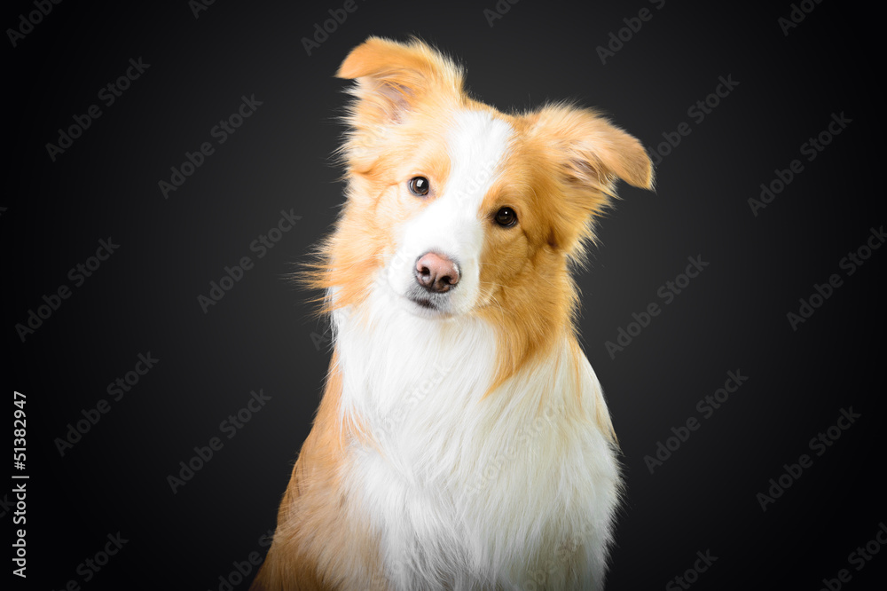 Red border collie looking at you, dog on the dark background