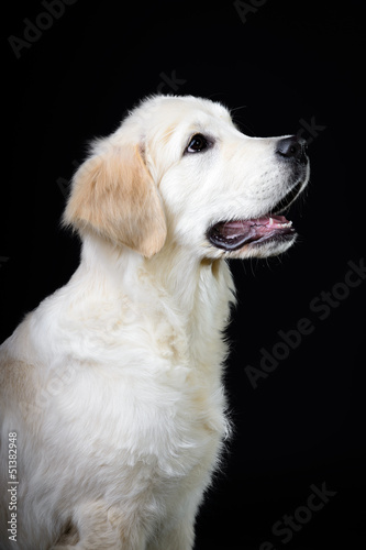 Puppy of purebred golden retriever puppy on black background © Viktoria Makarova
