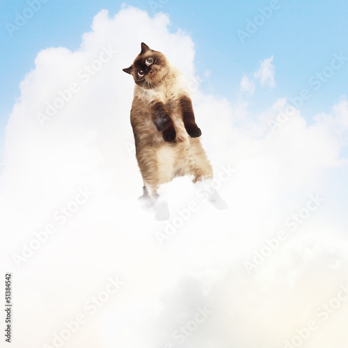 Funny fluffy cat against color background