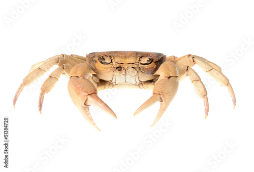 River crab potamon isolared on white