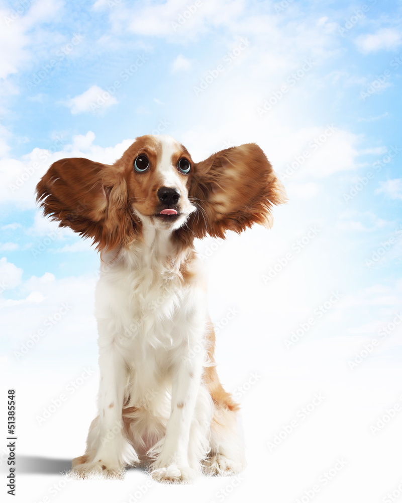 Fototapeta premium Funny dog portrait