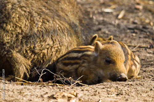 Wildschwein (Sus scrofa) photo