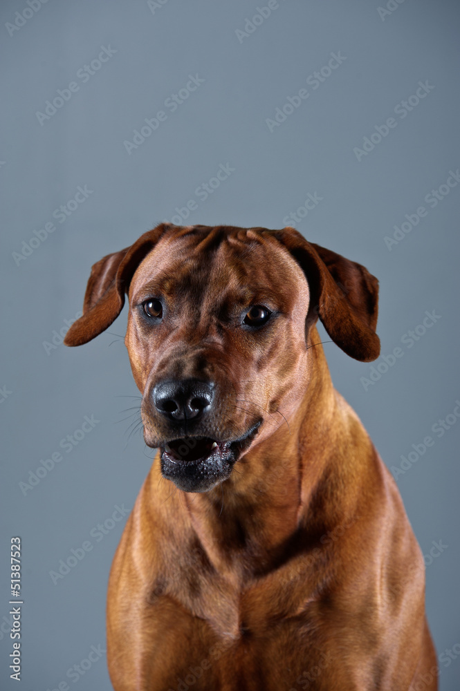 Portrait of a funny dog rhodesian ridgeback isolated on grey bac
