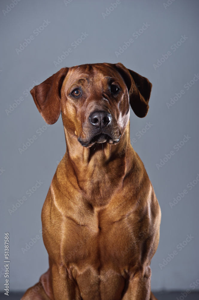 Portrait of a beautiful dog rhodesian ridgeback isolated on grey