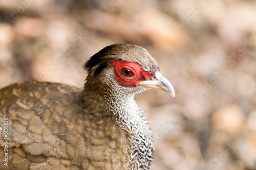 Close-up of gallinaceous bird.