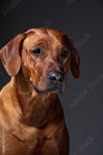 Portrait of a beautiful dog rhodesian ridgeback isolated on grey © Tatiana Katsai