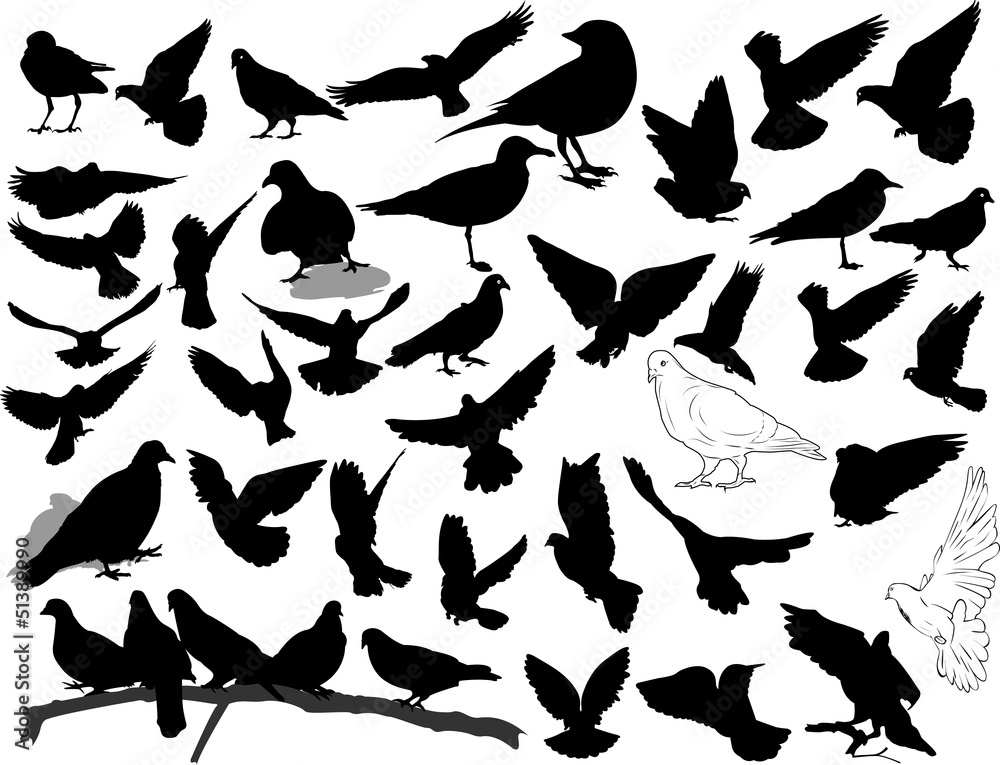 Fototapeta premium Set of 38 birds and silhouettes of birds