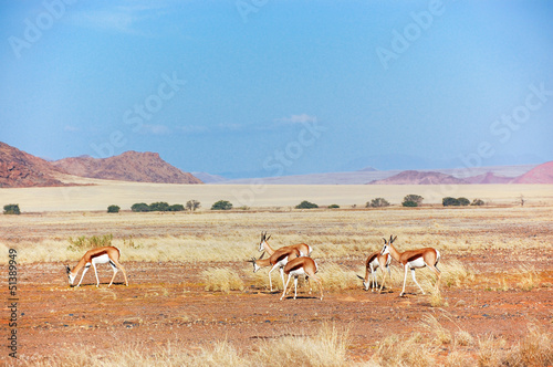Springbok antilopes in Namib desert  animals in Africa