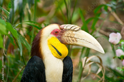 Hornbill