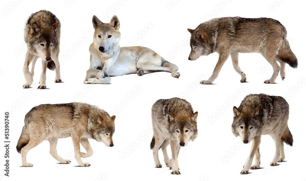 Fototapeta premium Zestaw kilku wilków na białym tle z cieniem