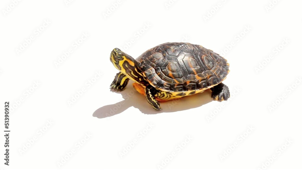 Tortuga aislada
