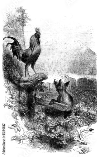 Fotografie Rooster & Fox - Coq & Renard