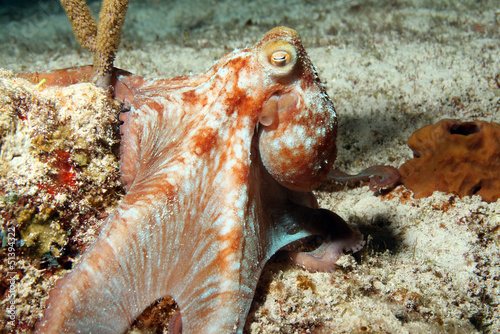 Caribbean Reef Octopus, Cozumel, Mexico photo