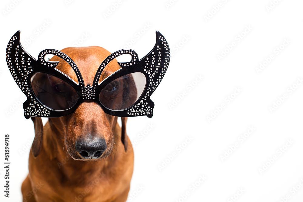 Dog in festive glasses