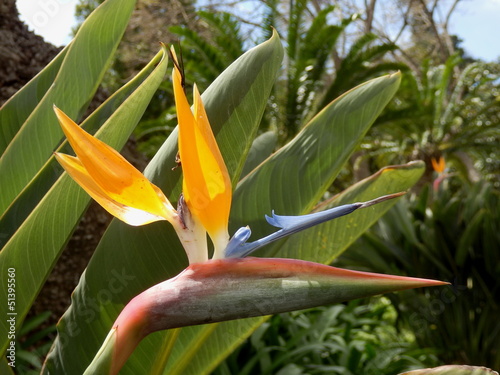 Head of the Bird of Paradise plant set against lush foliage