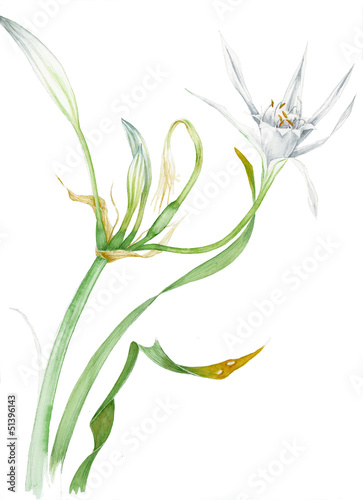 Giglio di mare - Pancratium maritimum