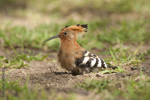 Hoopoe on the Grass