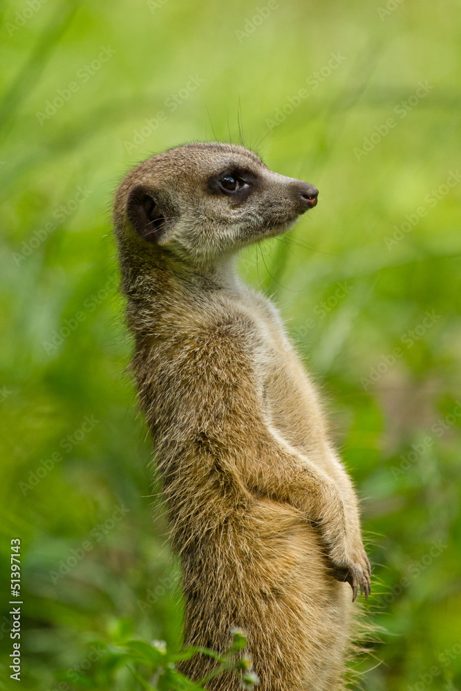 Erdmännchen (Suricata suricatta)