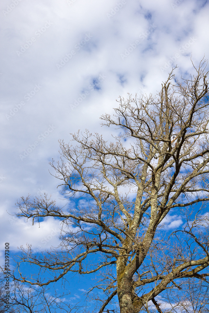 Empty oak tree against blue sky and clouds Empty oak tree against blue sky and clouds
