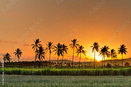 Lignée de cocotiers au coucher de soleil - Ile de la Réunion photo