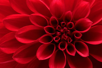Papier peint photo Pivoines Dahlia rouge intense en gros plan  © Lily