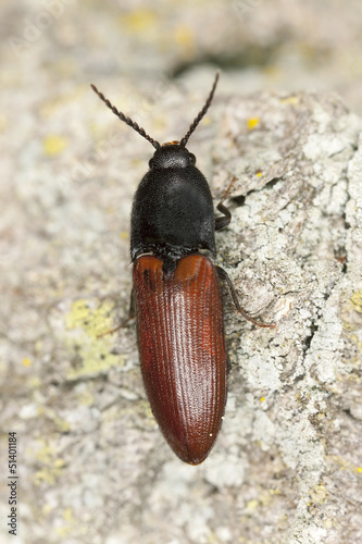 Click beetle, Ampedus hjorti on oak, macro photo