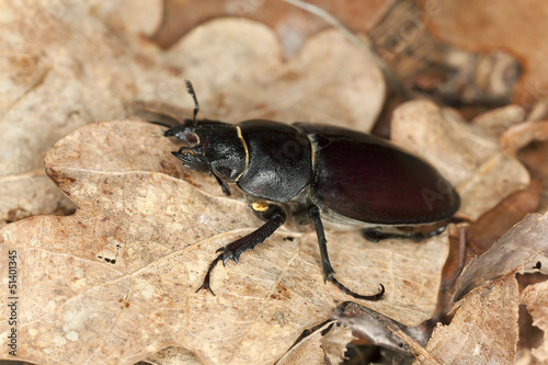Stag beetle, Lucanus cervus among oak leaves, macro photo