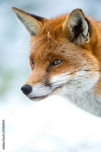 Fox © davemhuntphoto