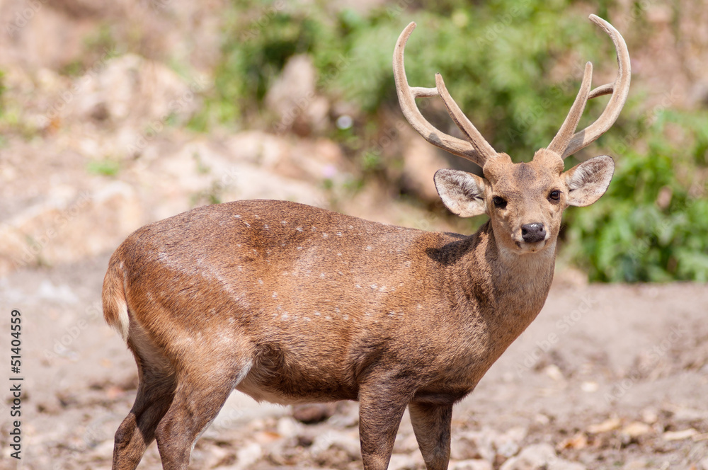 Whitetail deer Whitetail deer