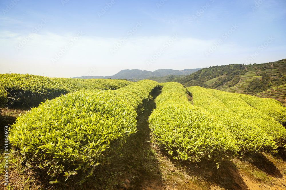 ..Tea Plantation