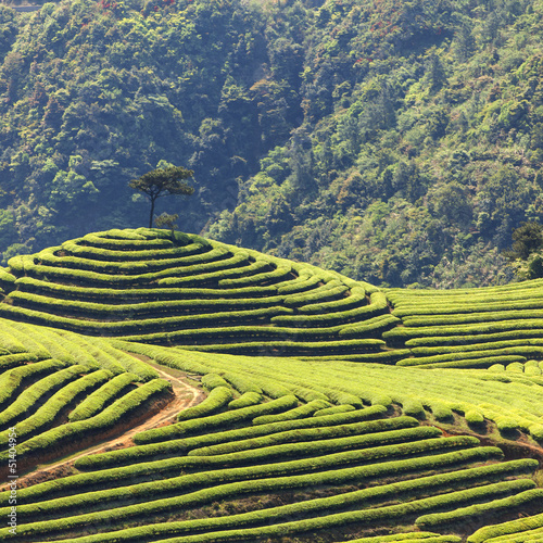 ..Tea Plantation