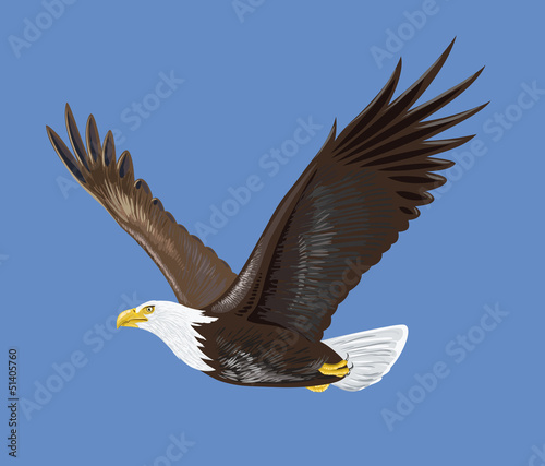 Bald Eagle