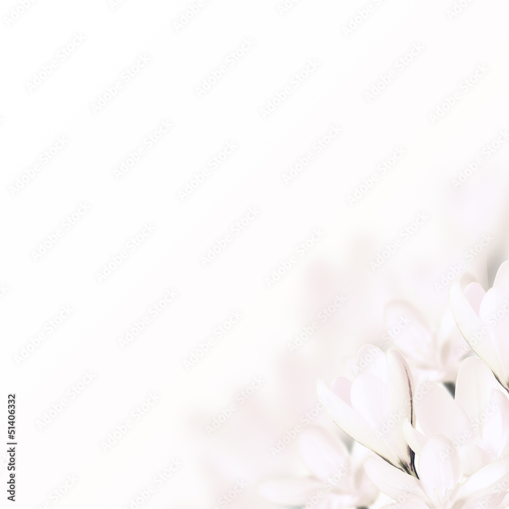 White flowers crocus