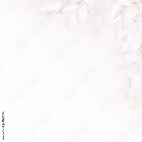 Fototapeta Naklejka Na Ścianę i Meble -  White flowers crocus
