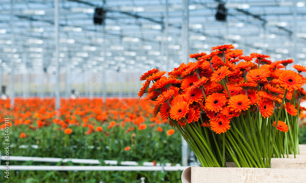 Naklejka premium Just harvested orange colored Gerbera flowers in a Dutch flower