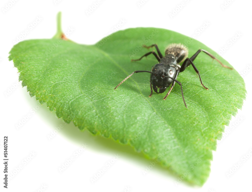 Naklejka premium Macro of ant on leaf