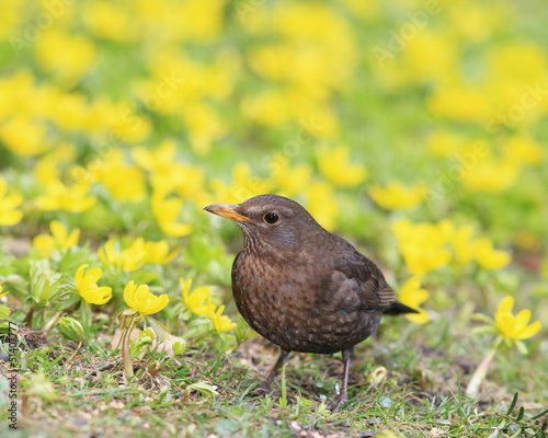 Amsel-35040b1