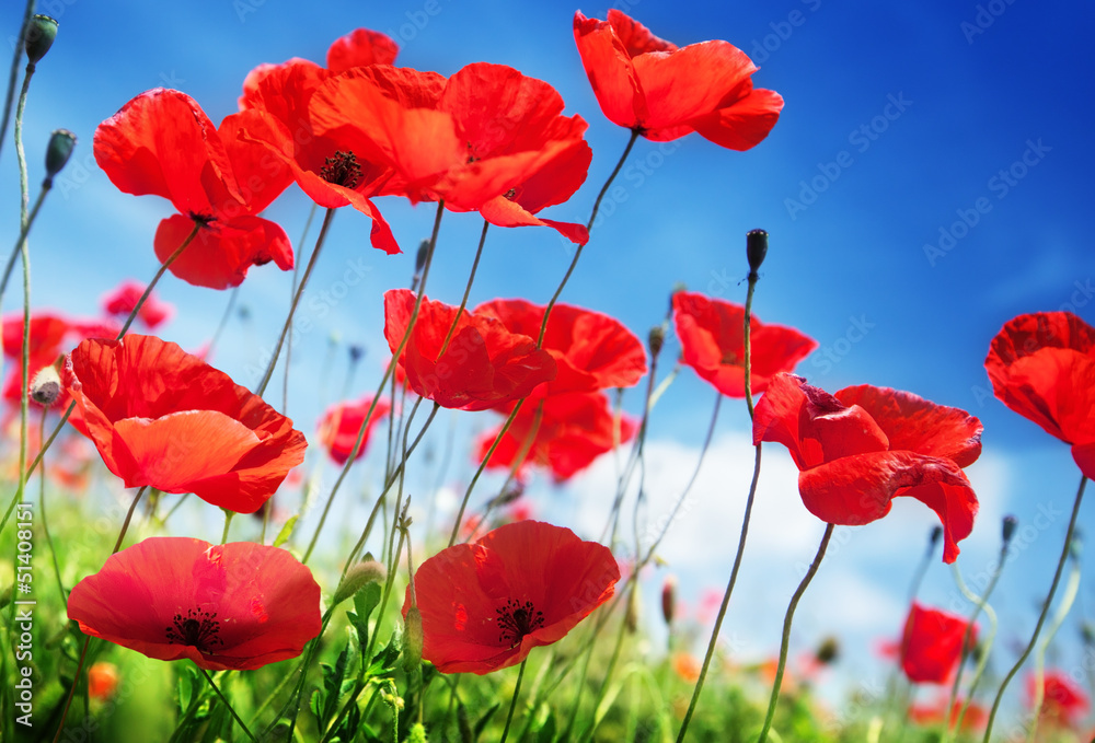 Poppy flowers on field and sunny day - obrazy, fototapety, plakaty 