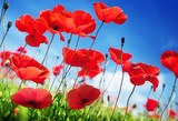 Poppy flowers on field and sunny day