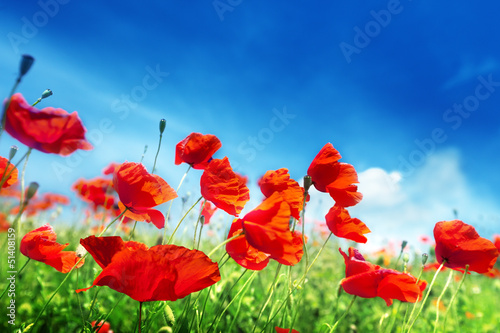 Fototapeta Naklejka Na Ścianę i Meble -  poppy flowers