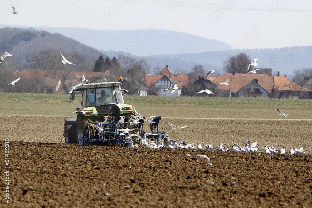 Fototapeta premium Möwen und Stare folgen einem pflügenden Traktor (Weserbergland)