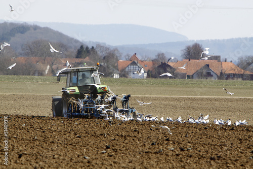 Möwen und Stare folgen einem pflügenden Traktor (Weserbergland)