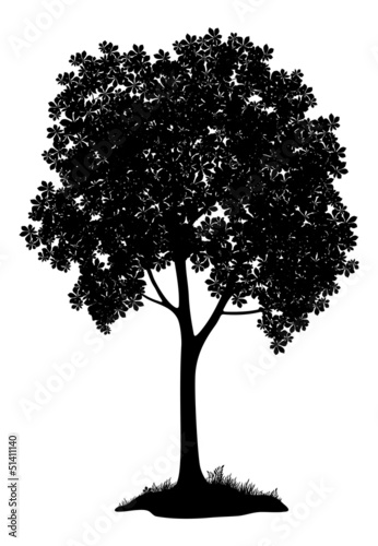 Chestnut tree, silhouette