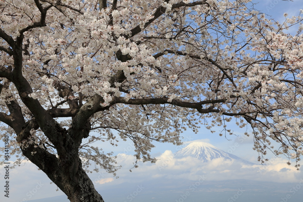 Obraz premium 富士とサクラ