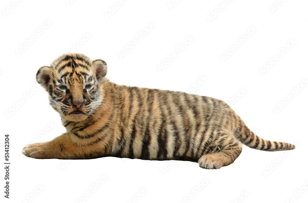 Fototapeta premium baby bengal tiger isolated