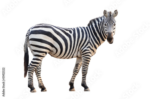 Obraz na plátně zebra isolated