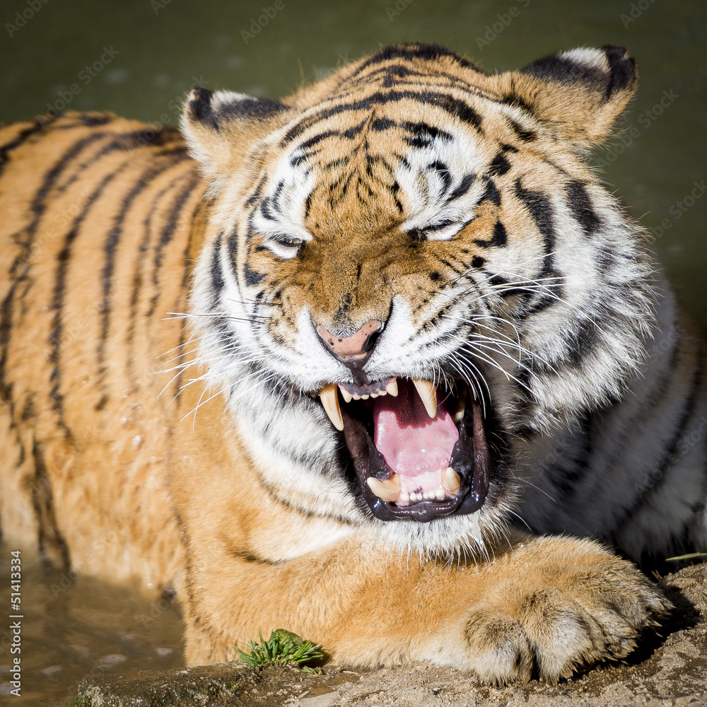 Naklejka premium Tigre rugissant